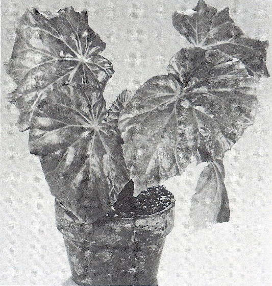 B. santaemartae